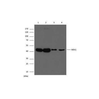 MEK1 antibody