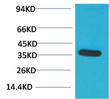 GAPDH Rabbit pAb Antibody