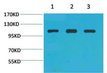 α-actinin Rabbit pAb Antibody