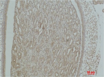 α-actinin Rabbit pAb Antibody