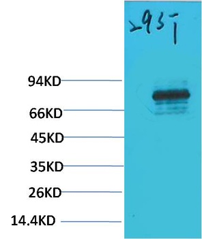 STAT3 Rabbit pAb Antibody