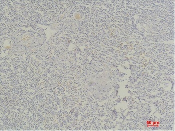 STAT4 Rabbit pAb