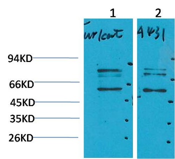 Beclin-1 Rabbit pAb Antibody
