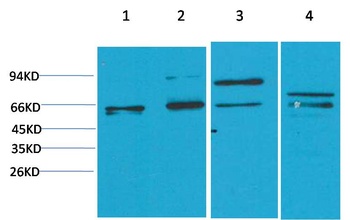 Smad2 Rabbit pAb Antibody