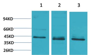 c-Jun Rabbit pAb Antibody