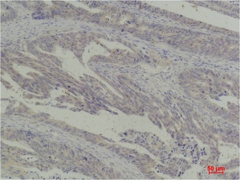 c-Jun Rabbit pAb Antibody