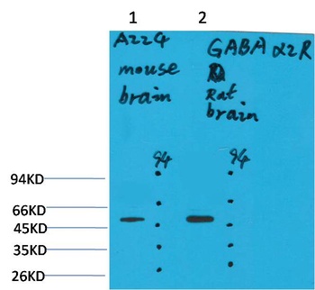 GABA A Receptor α2 Rabbit pAb