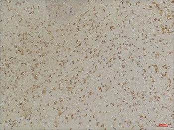 GABA A Receptor α3 Rabbit pAb
