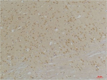 GABA A Receptor α4 Rabbit pAb