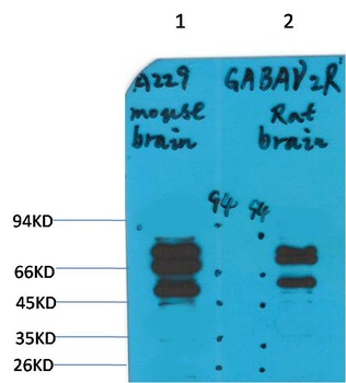 GABA A Receptor gamma2 antibody