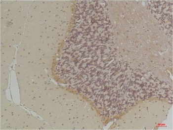 GABA Transporter 1 Rabbit pAb