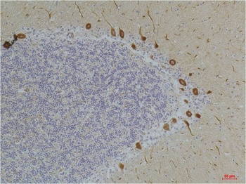 Ghrelin Receptor Rabbit pAb