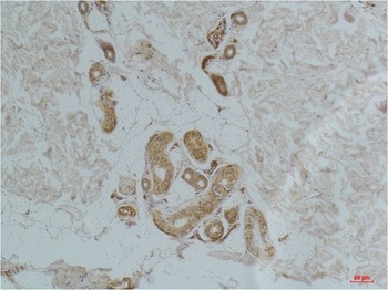 Ghrelin Receptor Rabbit pAb