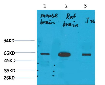 KCNK10(TREK-2) Rabbit pAb Antibody
