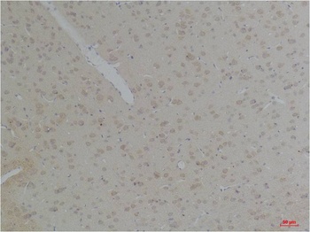 KCNK10 (TREK-2) antibody