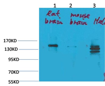 SLC12A4 antibody