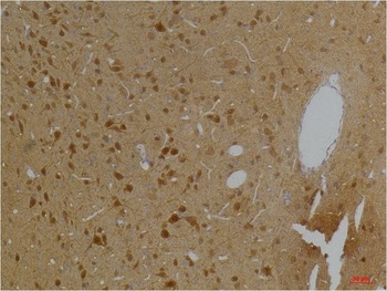 Kv10.2 Rabbit pAb