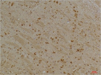 Kv10.2 Rabbit pAb