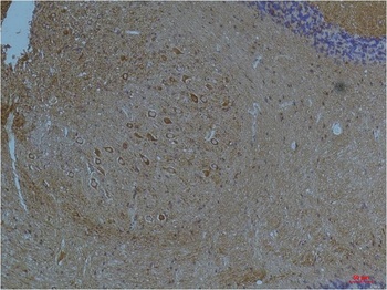 Kv11.3 Rabbit pAb