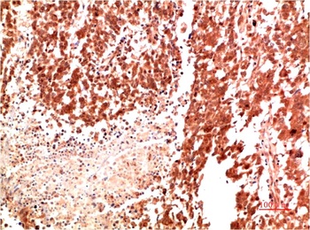 Met Rabbit pAb Antibody