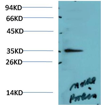 PRKAG1 antibody