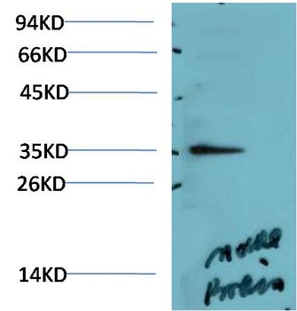 AMPK γ1 Rabbit pAb