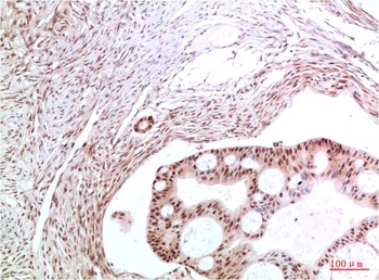 c-Jun Rabbit pAb Antibody