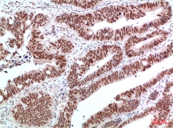 c-Jun Rabbit pAb Antibody