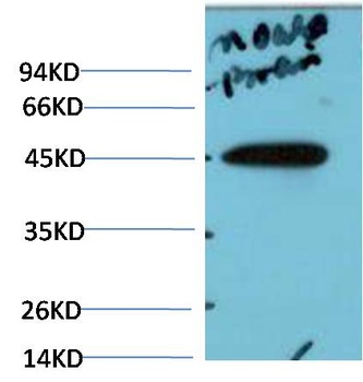 c-Jun Rabbit pAb Antibody