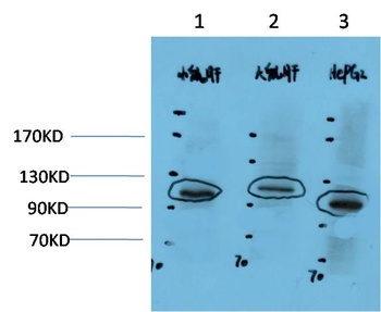 HIF-1α Rabbit pAb