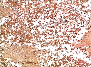 HSP90α Rabbit pAb Antibody