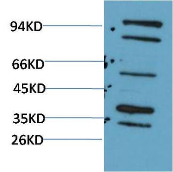 Bmi-1 (F270)Rabbit pAb Antibody