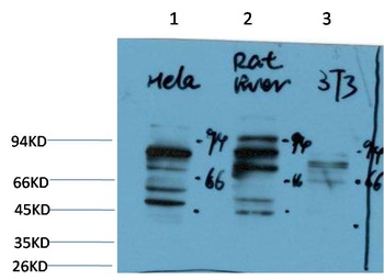 PI3 Kinase P85 Rabbit pAb Antibody
