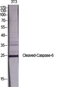 Cleaved-Caspase-6 p18 (D162) rabbit pAb