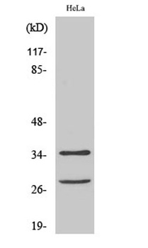 Cleaved-Caspase-6 p18 (D162) rabbit pAb