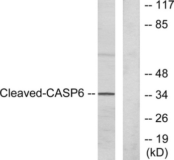 Cleaved-Caspase-6 p18 (D162) antibody