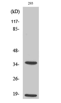 Cleaved-Caspase-6 p18 (D179) rabbit pAb