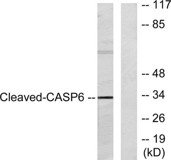 Cleaved-Caspase-6 p18 (D179) rabbit pAb