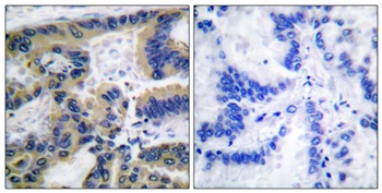 Cleaved-Caspase-7 (S199) antibody