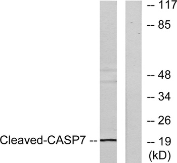 Cleaved-Caspase-7 (S199) antibody