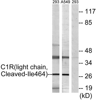 Cleaved-C1r LC (I464) rabbit pAb