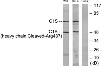 Cleaved-C1s HC (R437) rabbit pAb