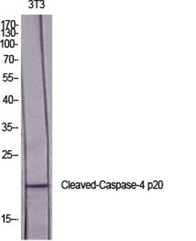 Cleaved-Caspase-4 p20 (Q81) rabbit pAb