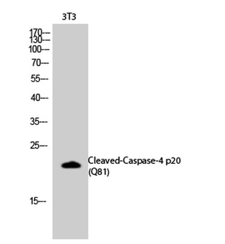 Cleaved-Caspase-4 p20 (Q81) rabbit pAb