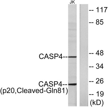 Cleaved-Caspase-4 p20 (Q81) antibody