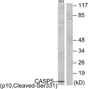 Cleaved-Caspase-5 p10 (S331) antibody