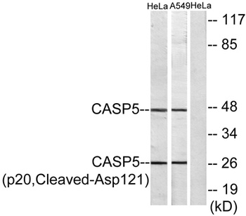 Cleaved-Caspase-5 p20 (D121) antibody