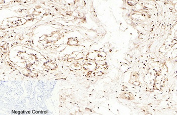 Caspase-7 antibody