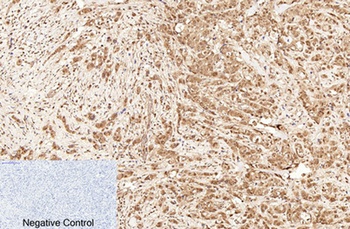 Caspase-7 rabbit pAb