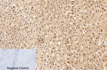 Caspase-7 rabbit pAb
